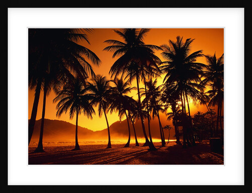 Palm Trees at Beach by Anonymous