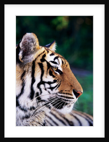 Head of Tiger by Anonymous