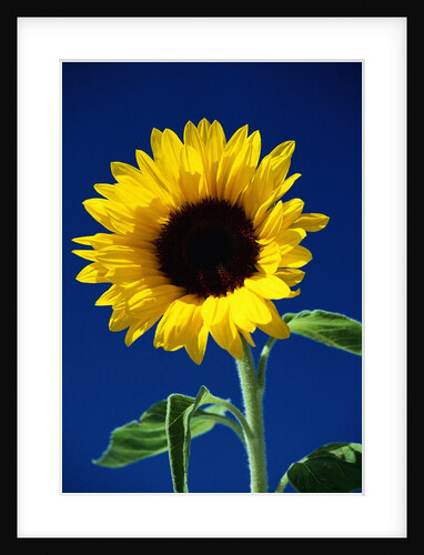 Sunflower by Anonymous