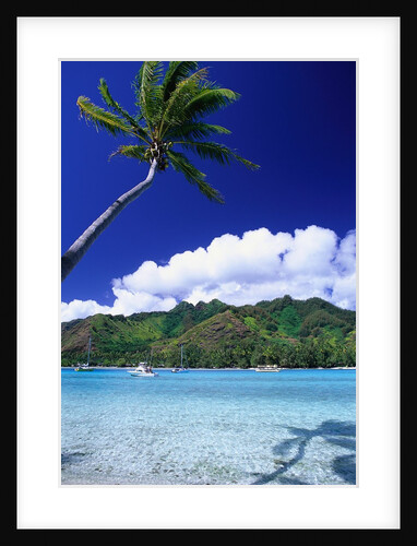 Palm Tree Leaning over Tropical Tahitian Bay by Anonymous