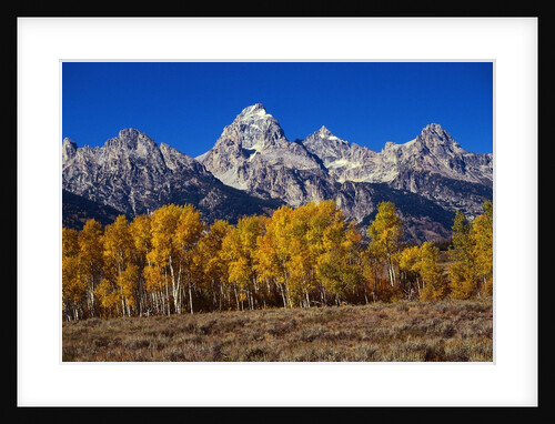 Forest near Grand Teton by Anonymous