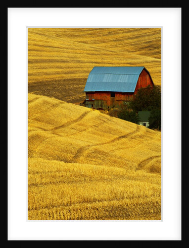 Barn and Golden Wheat Field by Anonymous