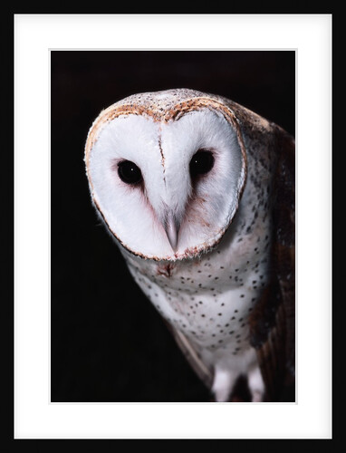 Barn Owl by Anonymous