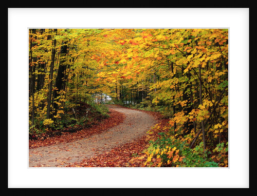 Road Through Forest by Anonymous