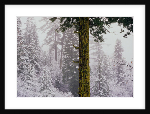 Mossy Green Tree in a Snowy Forest by Anonymous