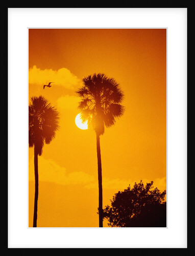 Silhouetted Palms in the Florida Everglades by Anonymous