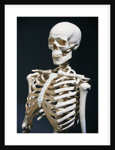 Human Skeleton by Anonymous