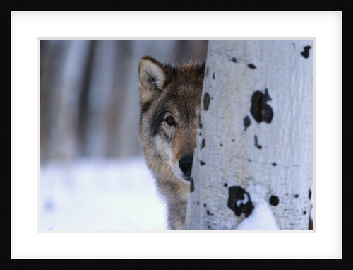Gray Wolf Behind Aspen by Anonymous