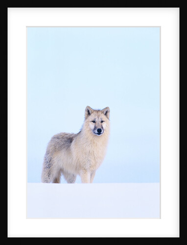Gray Wolf in Snow by Anonymous