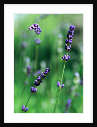 Lavender Flower Spikes by Anonymous