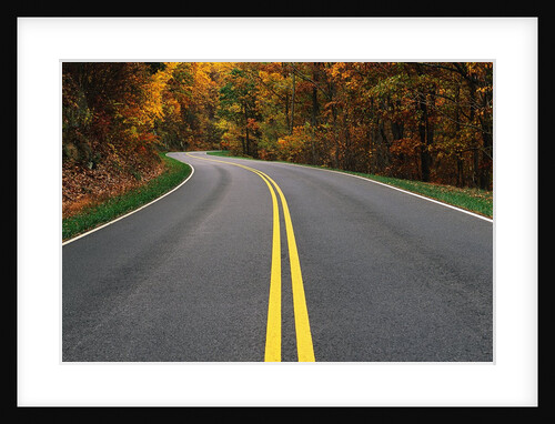 Road Through Autumn Forest by Anonymous
