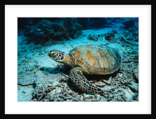 Green Turtle on Sea Floor by Anonymous