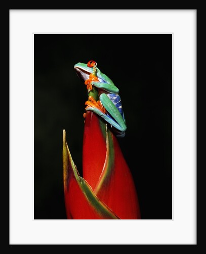 Red-Eyed Tree Frog by Anonymous