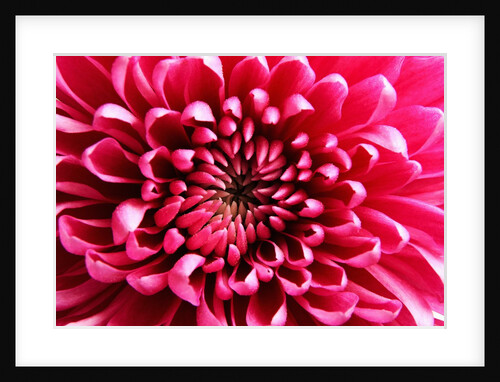 Pink Chrysanthemum by Anonymous