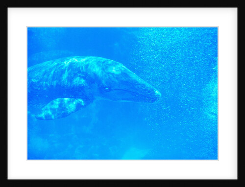 Young Gray Whale by Anonymous