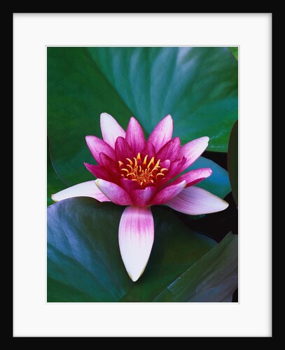 Red Water Lily by Anonymous