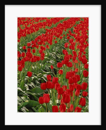 Red Tulips by Anonymous
