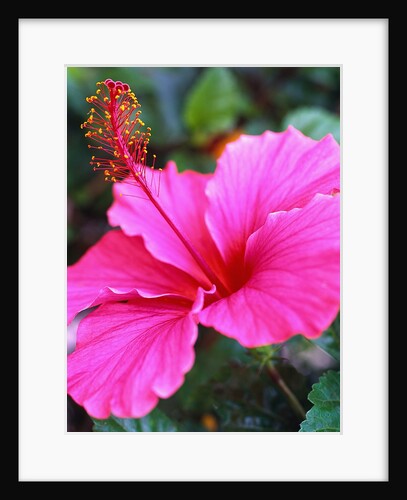 Pink Hibiscus by Anonymous