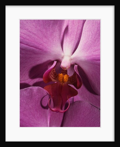 Purple Moth Orchid by Anonymous