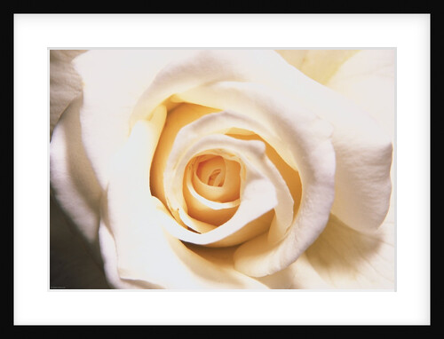 White Rose by Anonymous