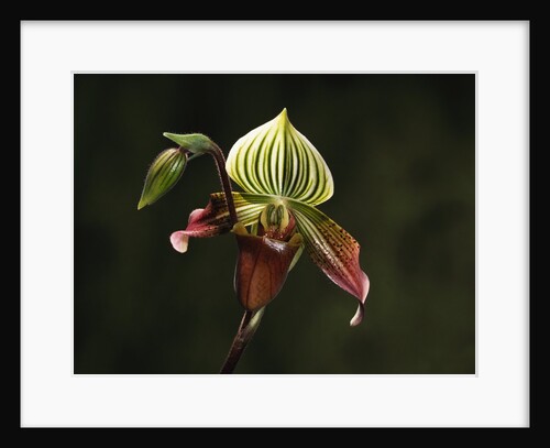 Hybrid Orchid by Anonymous