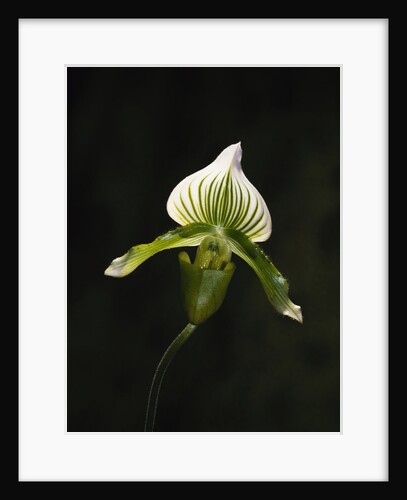 Hybrid Orchid by Anonymous