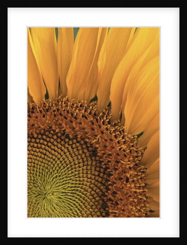 Sunflower by Anonymous