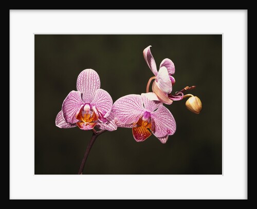 Phalenopsis Carmelas Gem by Anonymous