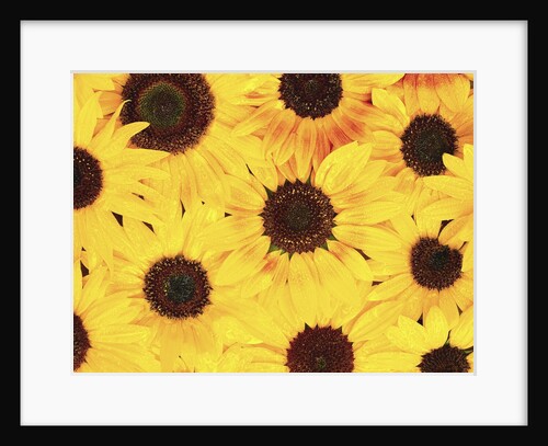 Dew on Sunflowers by Anonymous