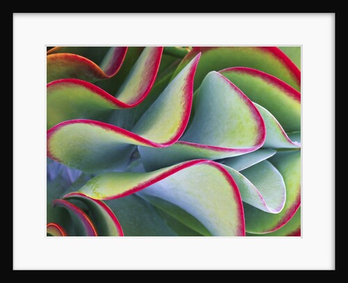Red-Tipped Leaves of Kalanchoe by Anonymous
