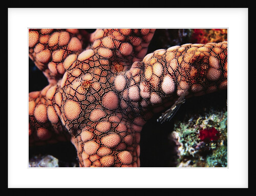 Sea Star by Anonymous