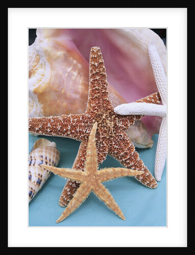 Dried Sea Stars Leaning on Shell by Anonymous