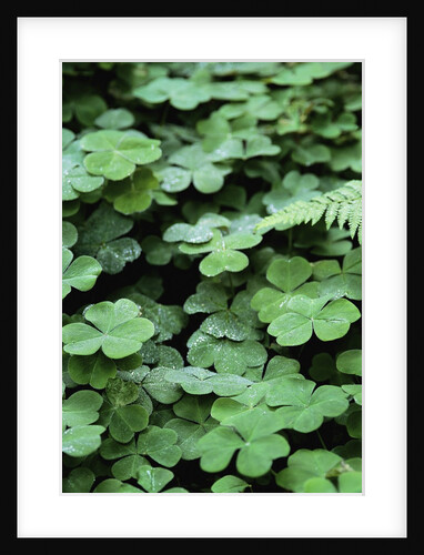 Redwood Sorrel by Anonymous