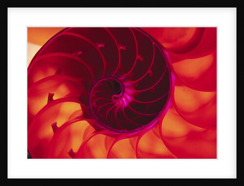 Cross Section of Chambered Nautilus Shell by Anonymous