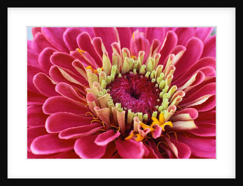 Pink Flower by Anonymous