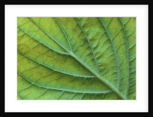 Veins of a Flowering Dogwood Leaf by Anonymous