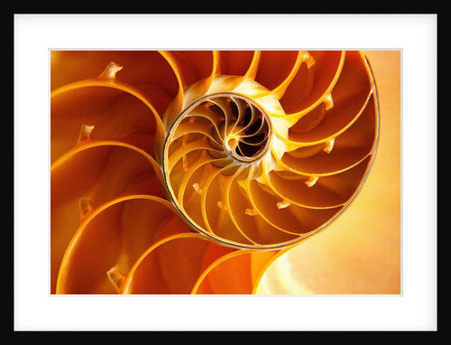 Cross Section of Chambered Nautilus Shell by Anonymous