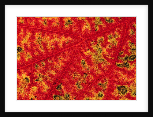 Detail of Autumn Maple Leaf by Anonymous