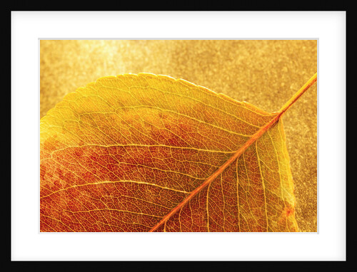 Autumn Leaf by Anonymous