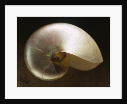 Pearly Nautilus Shell by Anonymous