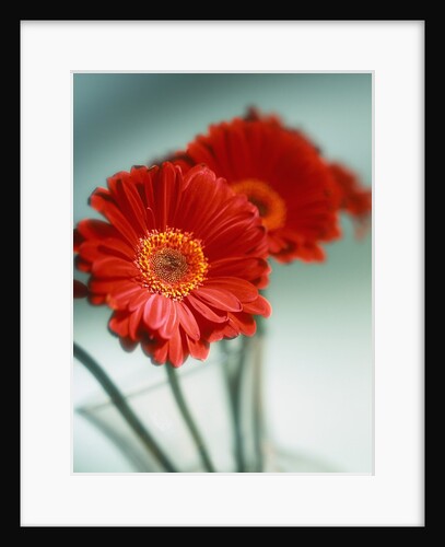 Red Flowers by Anonymous