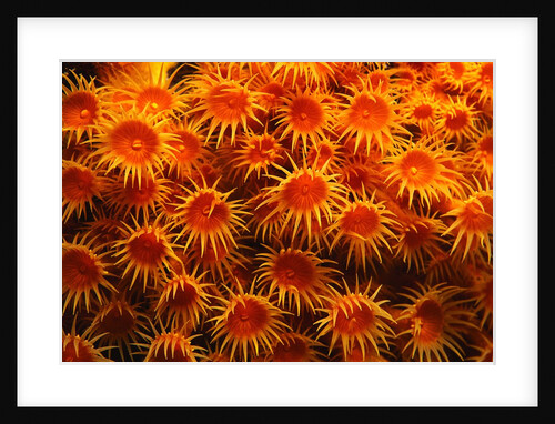 Yellow Anemones by Anonymous