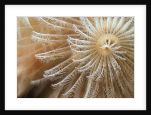 White Christmas Tree Worm by Anonymous