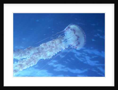Purple Jellyfish (Pelagia panopyra) by Anonymous
