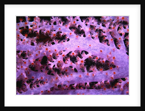 Purple Soft Coral by Anonymous