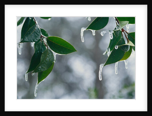 Ice Hanging from Leaves by Anonymous