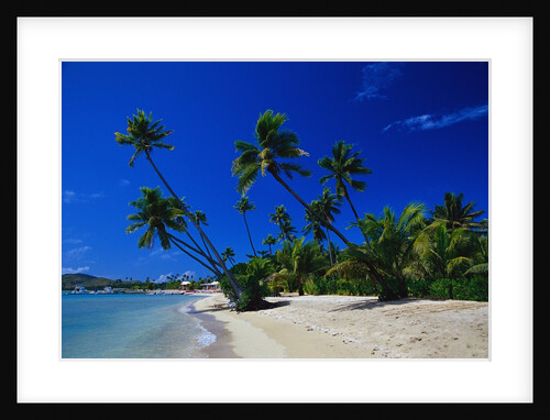 Palm Trees Growing at Beach by Anonymous