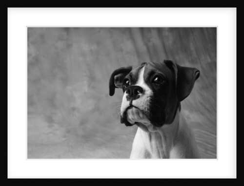 Face of American Bulldog by Anonymous