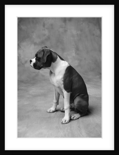 Boxer Puppy by Anonymous