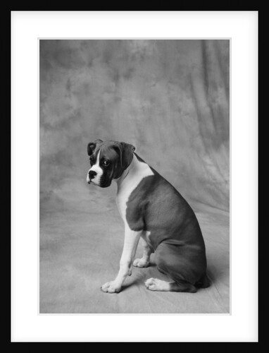 Dog Looking to Side by Anonymous